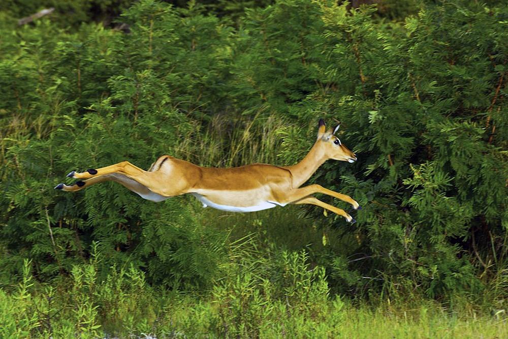 Impala_AdeFrias.jpg