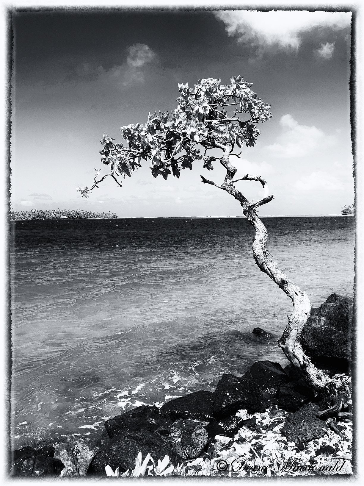 gnarled tree B&W.jpg