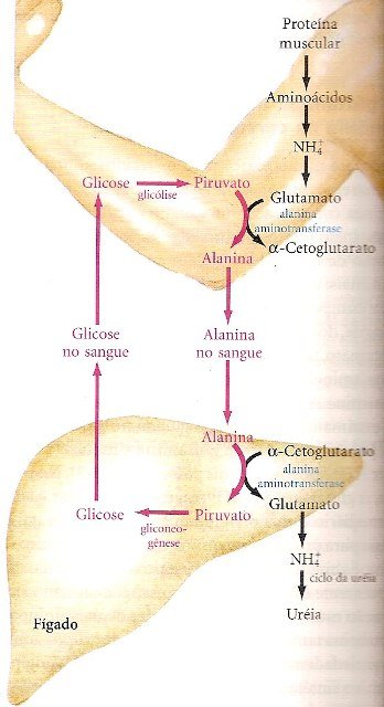 ciclo-da-ureia-1-001.jpg