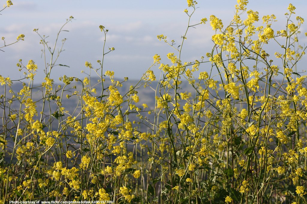 SpindlyYellowWildflowers-081218.jpg