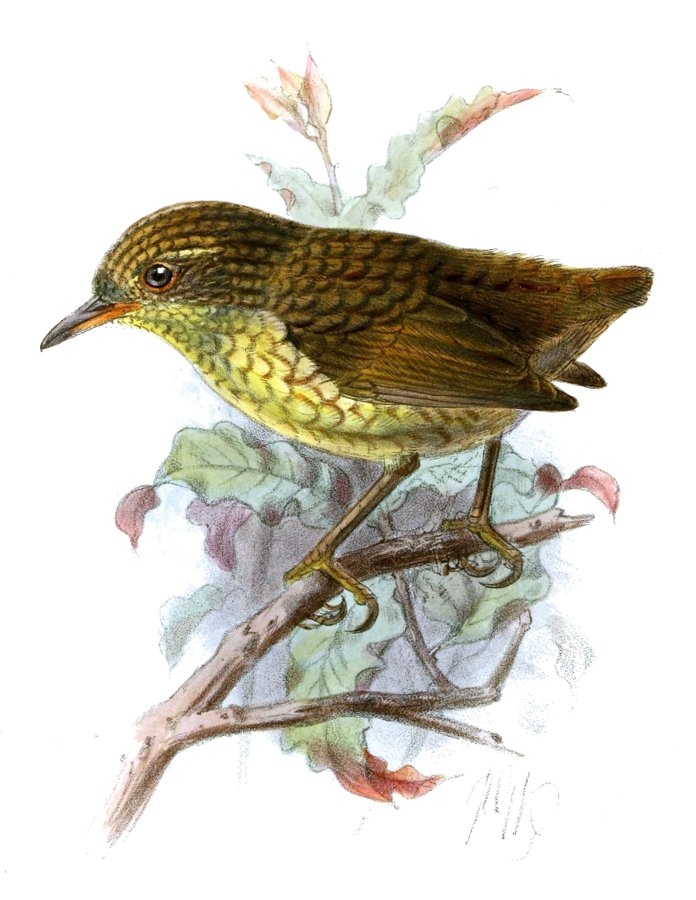 XenicusInsularis John Gerard Keulemans public domain expired.jpg