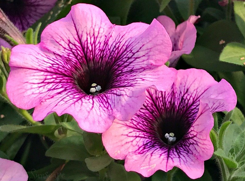 pinkflowerday%20sunscape.jpg