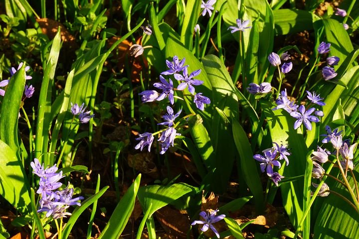 blue-star-322352__480.jpg