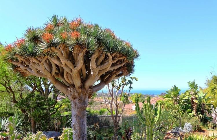 Dragon tree (Dracaena draco)5.jpg