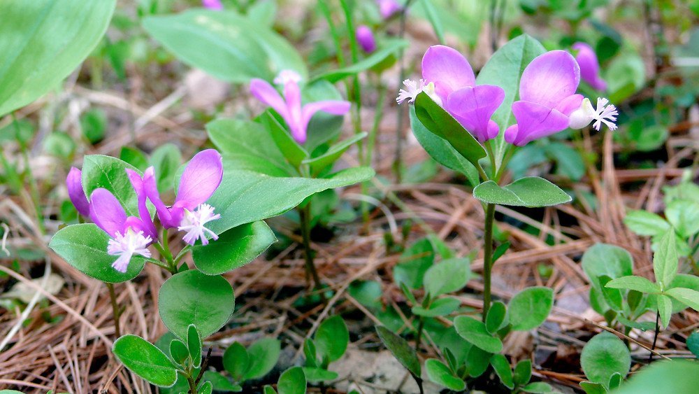 polygala-paucifolia-fl-ddentzer-b.jpg