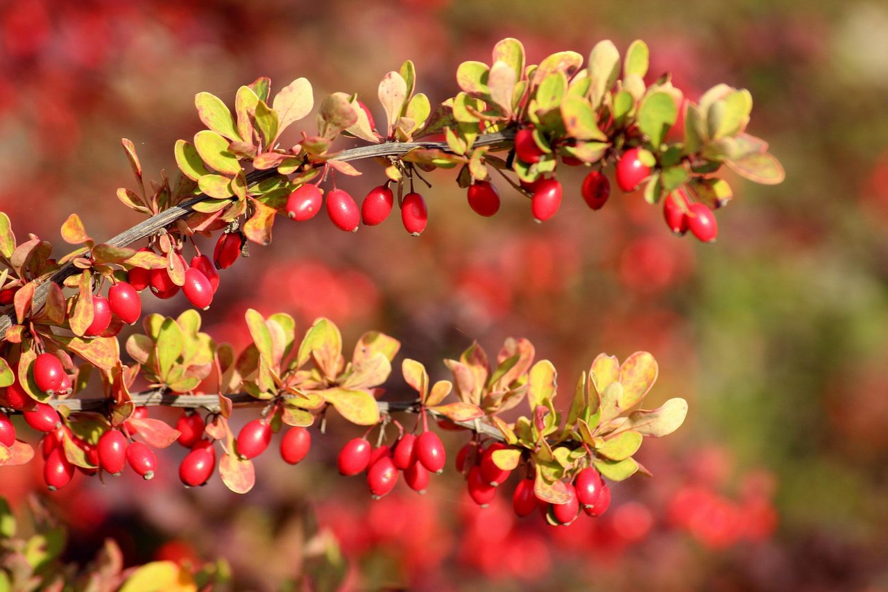 barberry 3733393_1920.jpg