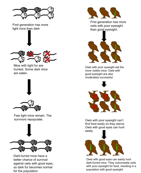 488px-Natural_selection_and_coevolution.svg.png