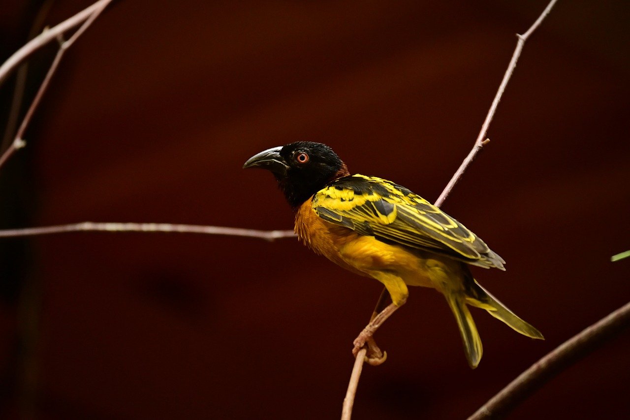 village-weaver-7229880_1280.jpg