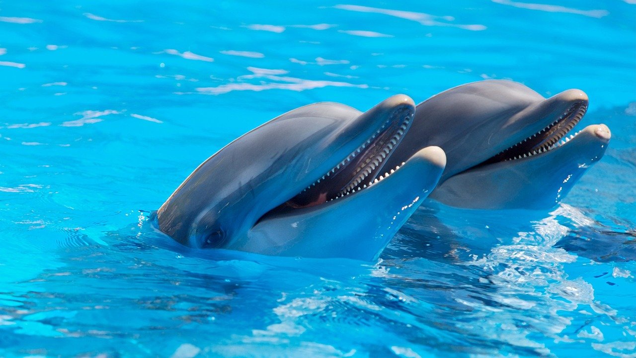 dolphins-ga9a1ce627_1280.jpg