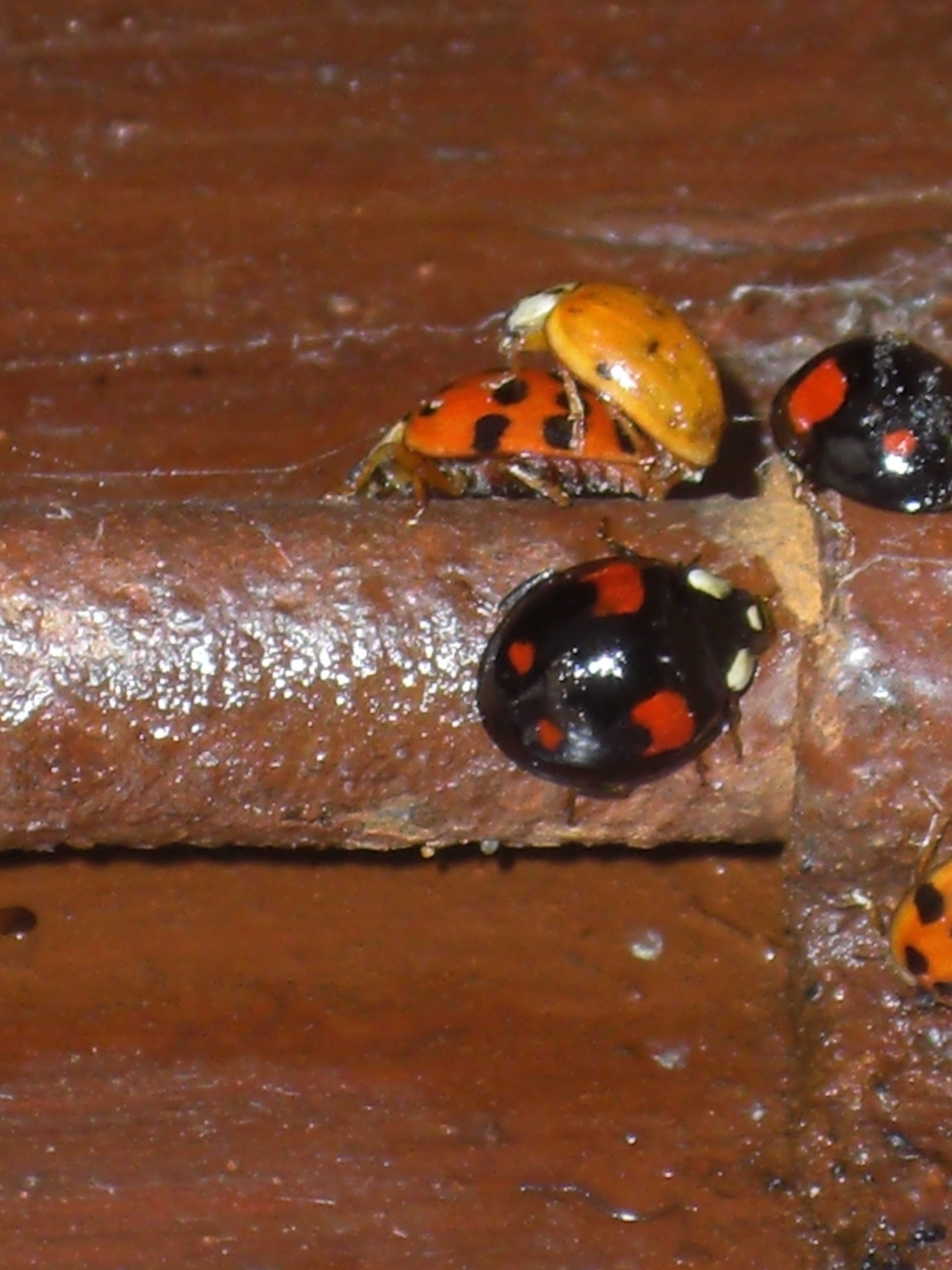 CIMG1164_000 2.jpg