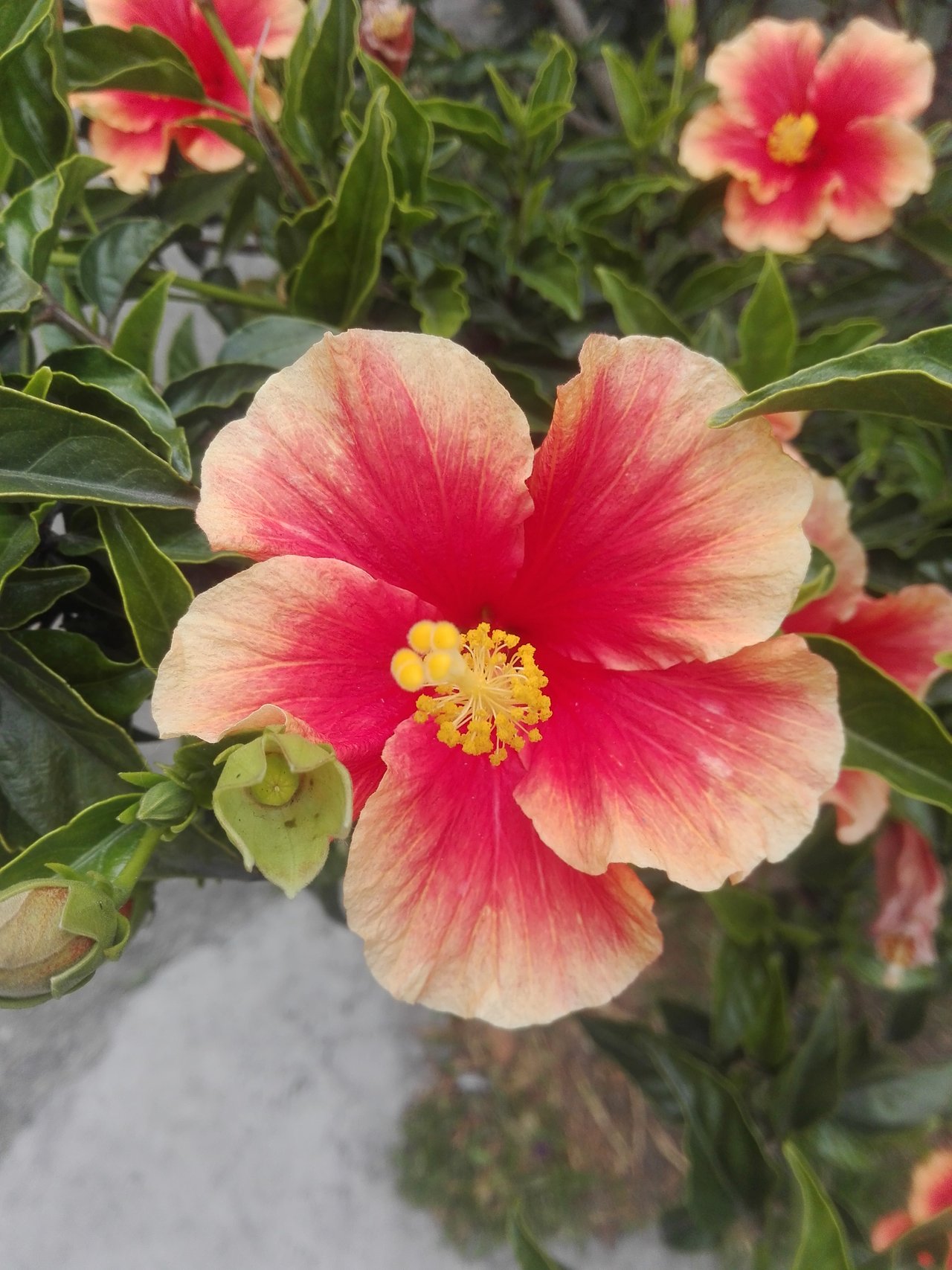 Nombre Cientifico De La Flor De Cayena Compartir Flores