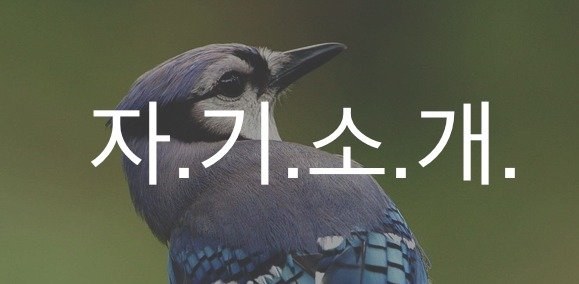 bird-386725_640.jpg