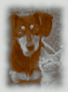 dog cat gif 3.gif