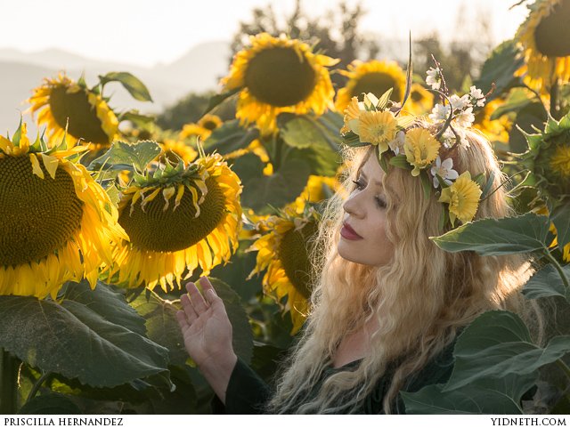 priscilla Hernandez sunflowers - by priscilla Hernandez (yidneth.com)-5.jpg