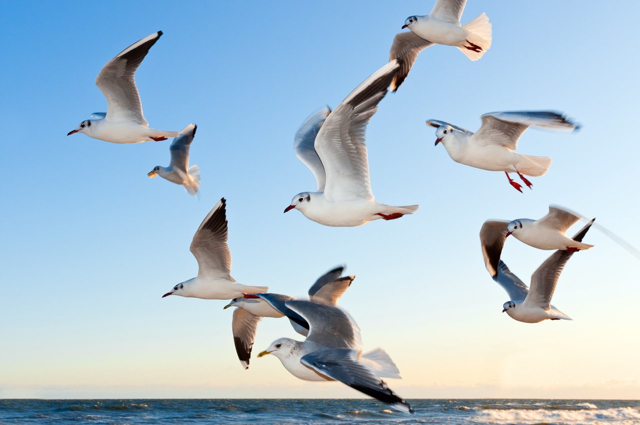 gulls-370012.jpg