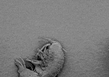 bacteria-diatom.gif