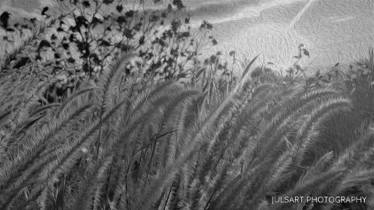 grass bnw.jpg