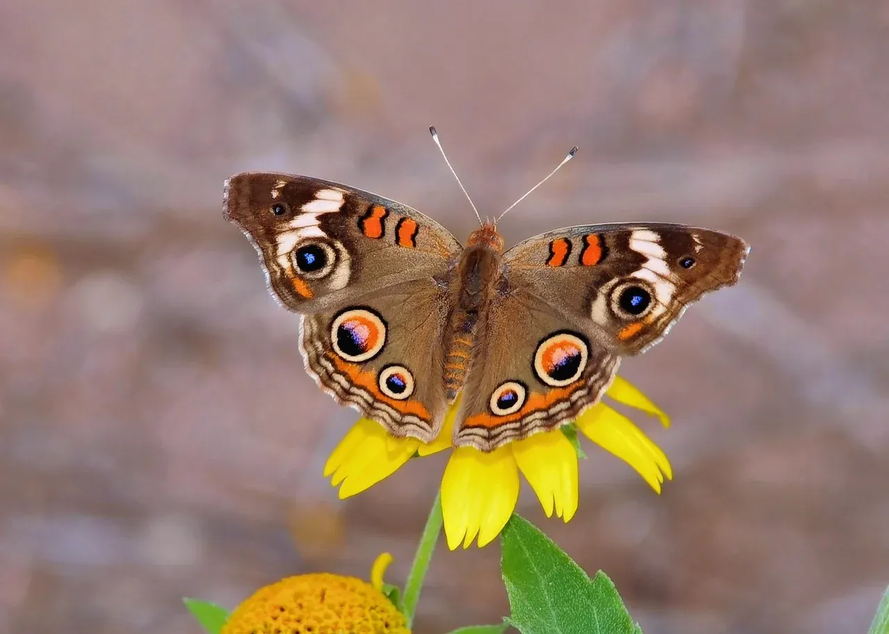 butterfly-9093549_1280.webp