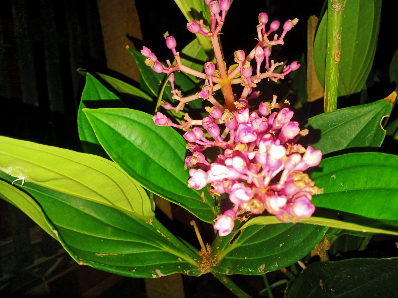 IMG20200623192816.jpg