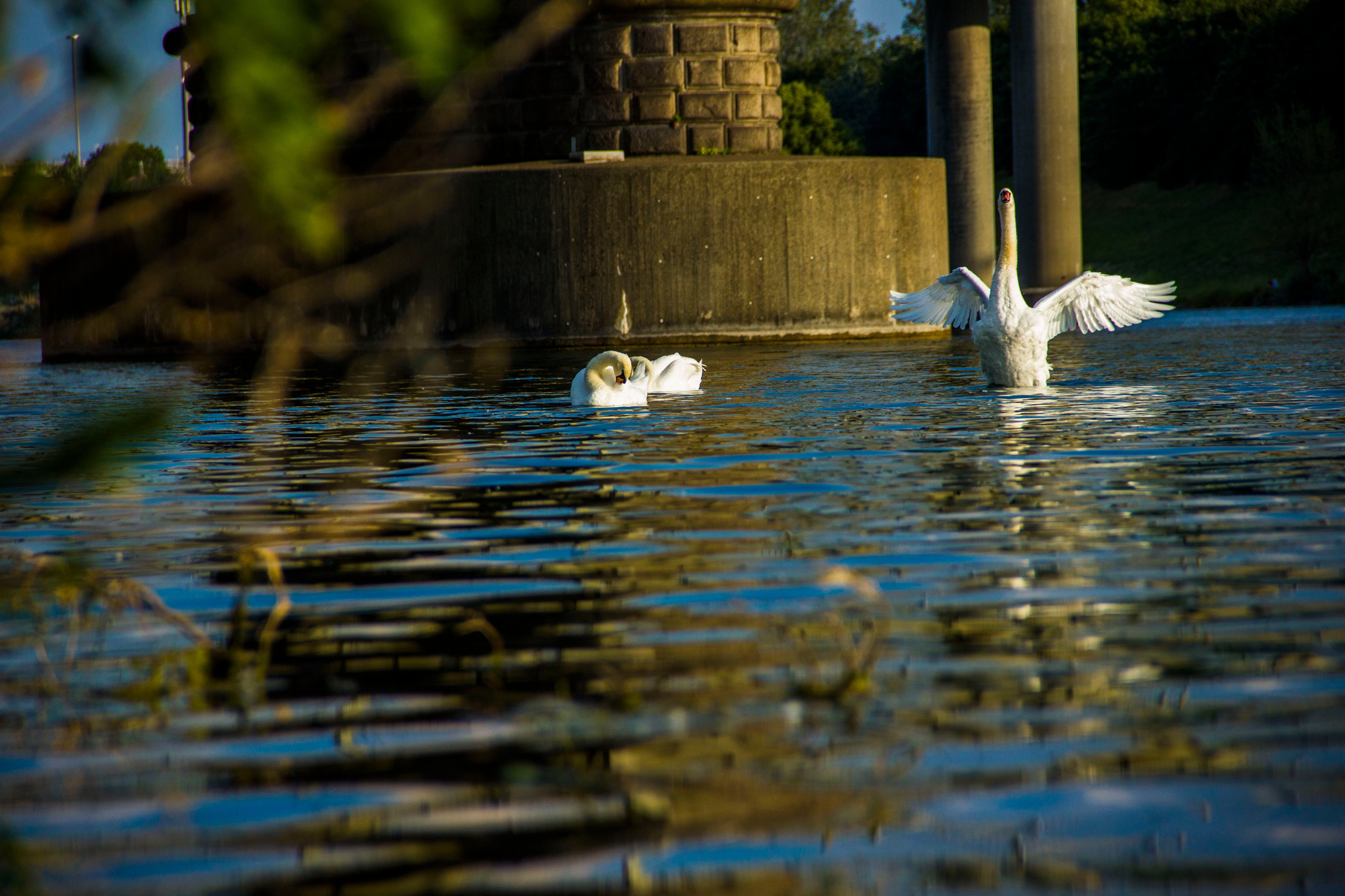 IMG_1491_swan_by_jnmarteau.JPG