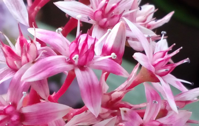 Crassula ovata pink flowers-65.jpg