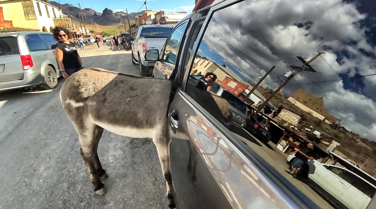 mule oatman car.jpg