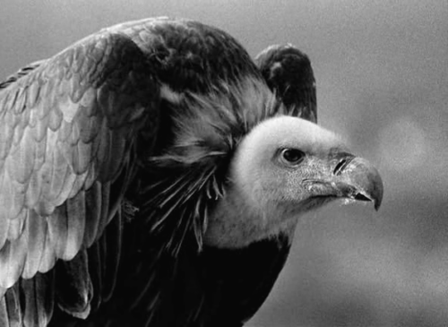 vulture.gif