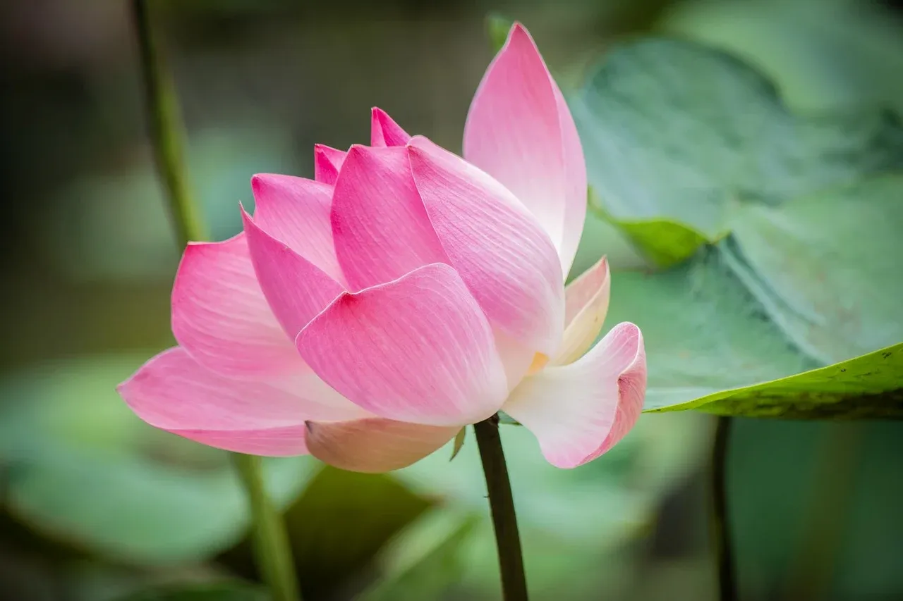 lotus-8369252_1280.webp