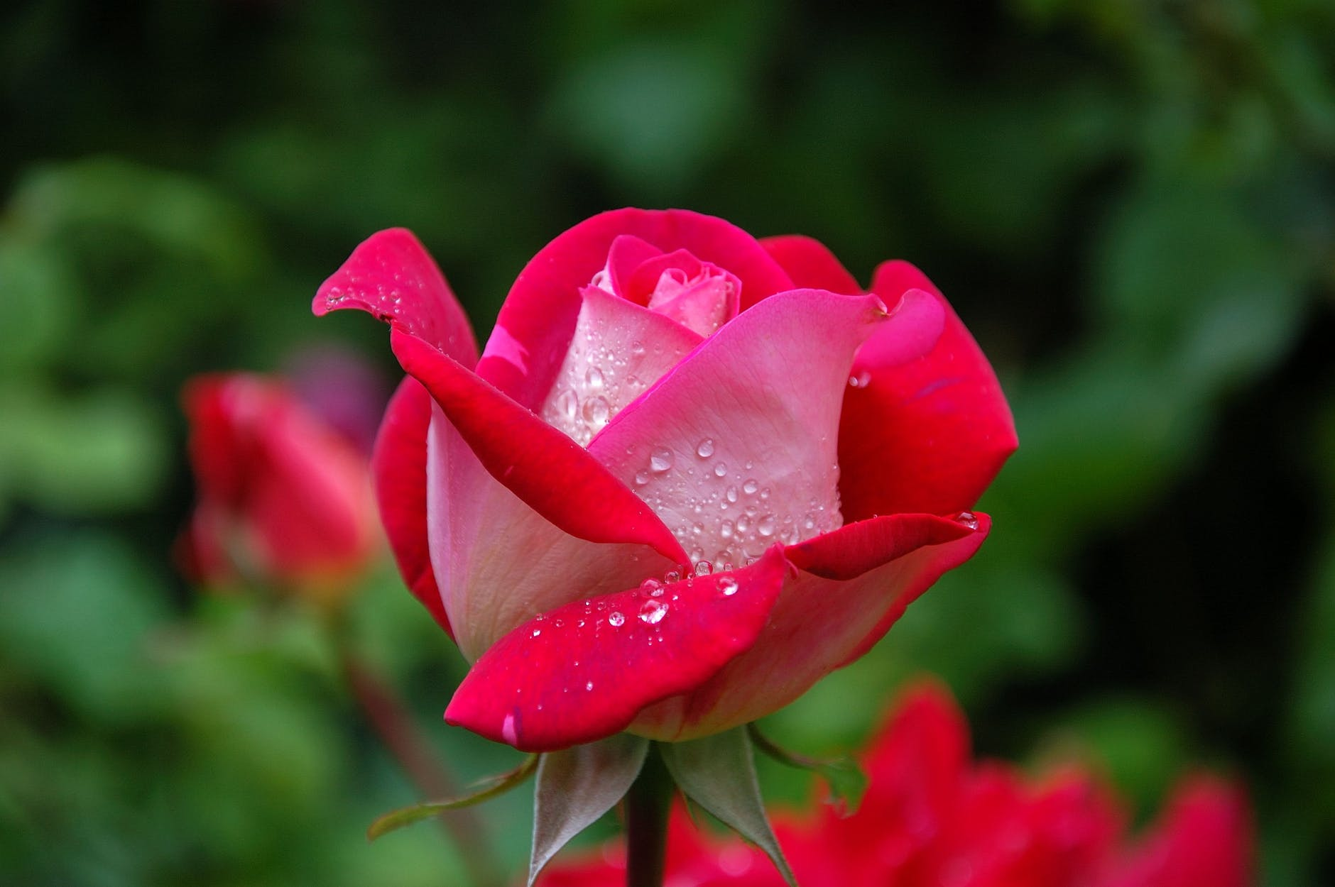 Bunga Mawar Merah Steemkr