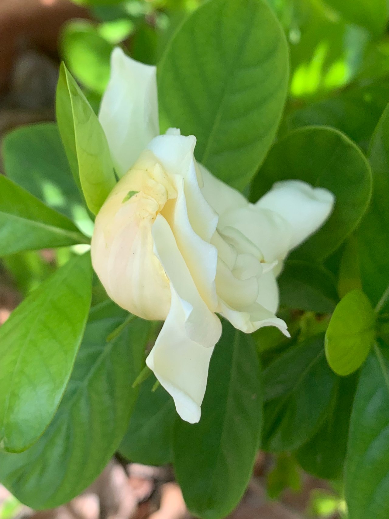 Cape jasmine3.jpg