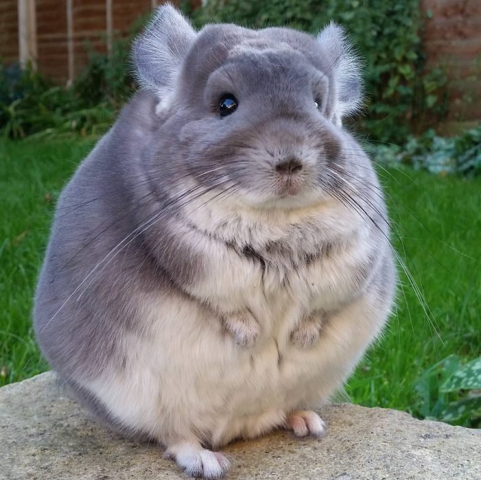 Chinchillas-tiernas-5-701x700.jpg