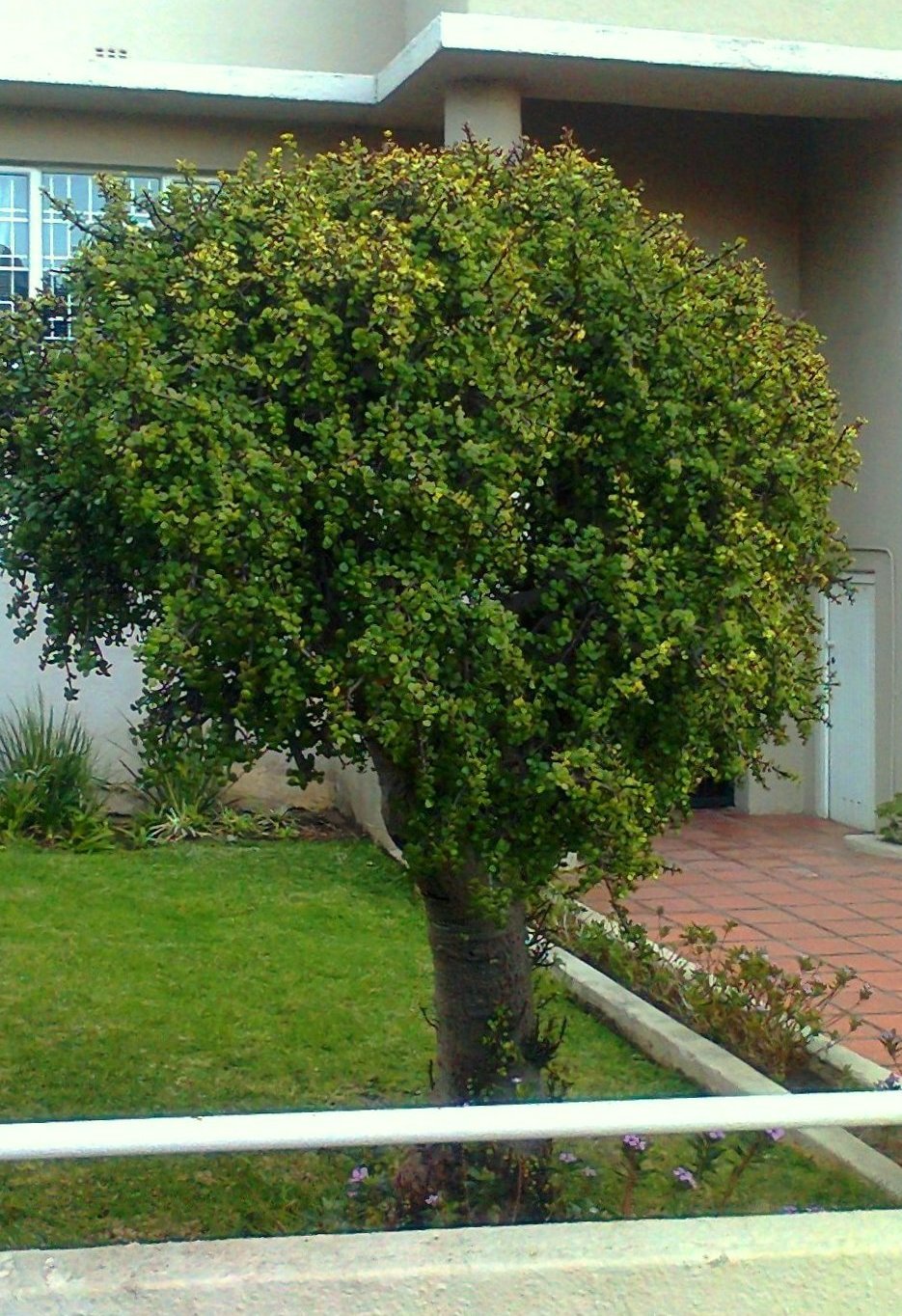 Portulacaria_afra_-_Spekboom_South_Africa2.jpg