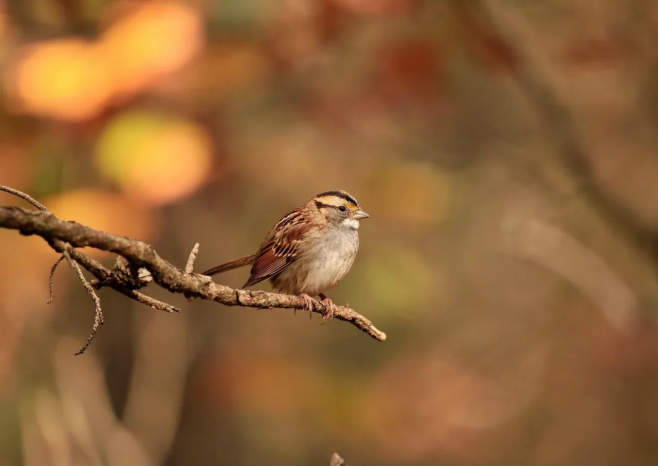 white-throated-sparrow-8377444_1280.webp