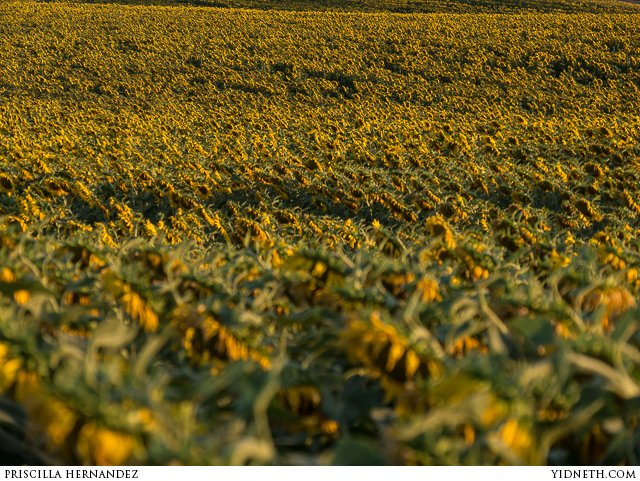 priscilla Hernandez sunflowers - by priscilla Hernandez (yidneth.com)-9.jpg