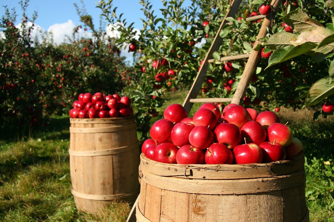 apples-1872997_1280.jpg