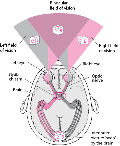 eye_tracing_visual_pathway.gif