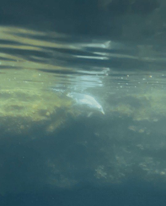 IMG_0696.gif