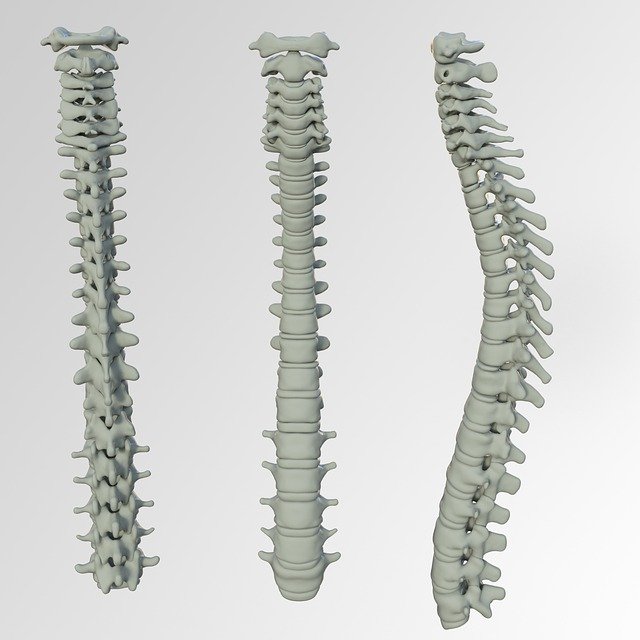 spine-3220105_640.jpg