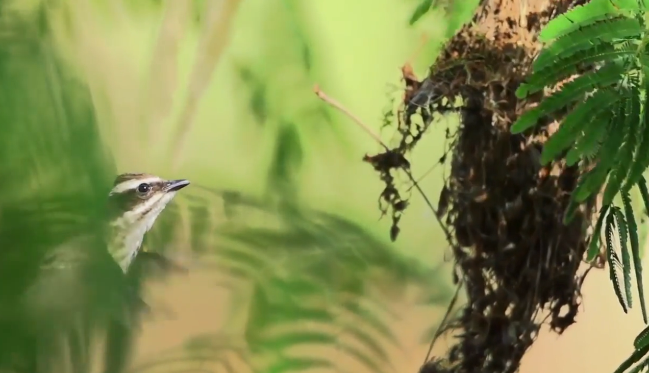 10.-iguazu-fauna-benteveo-pirata.png