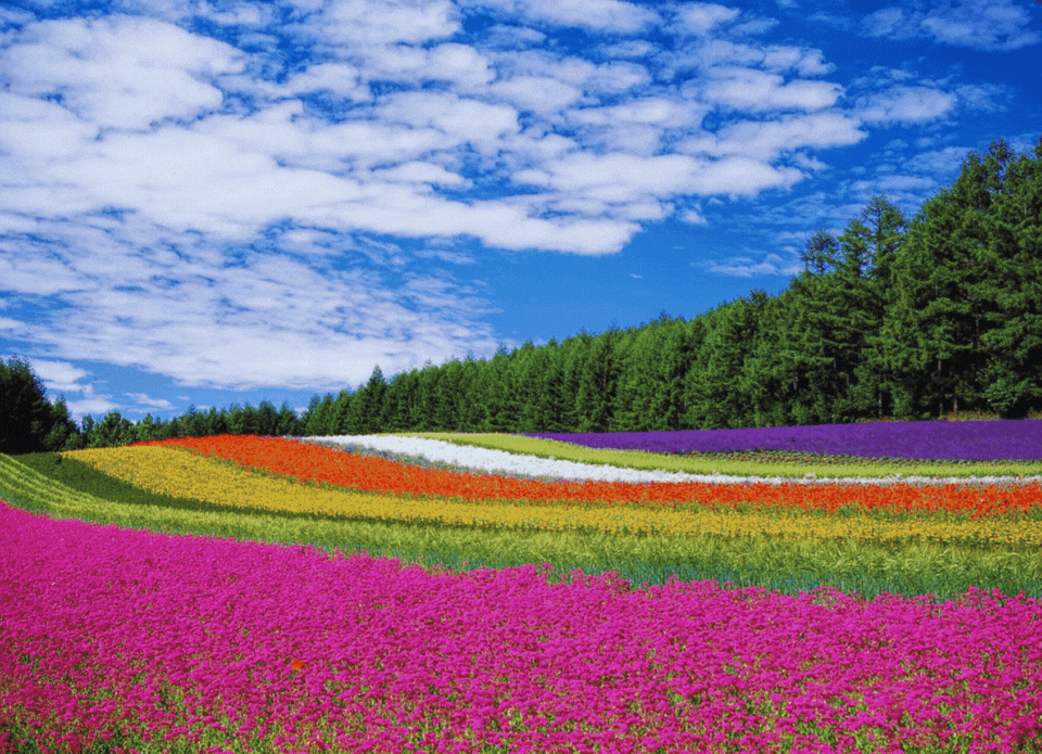 Flowers Photo Contest RESULT.gif