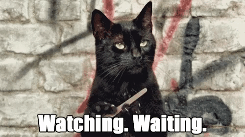 Watching cat.gif