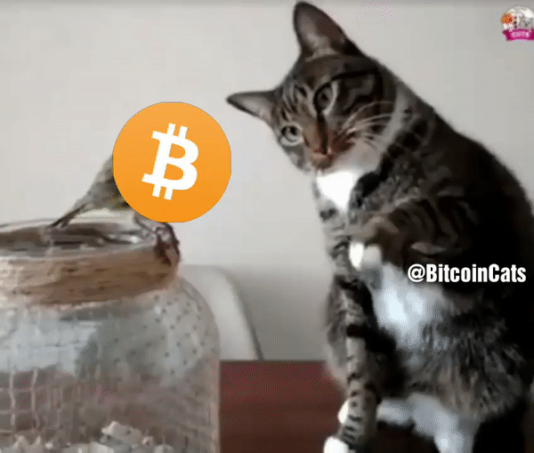 ezgif.com-video-to-gif (33).gif