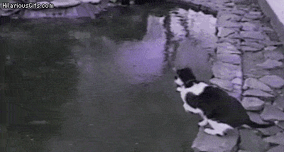 Cat Chase Fish At Frozen Pond.gif