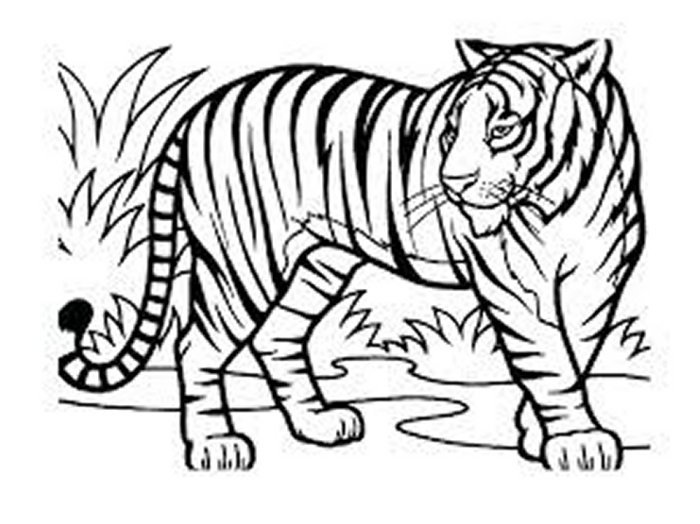 Animal 28 tiger.jpg