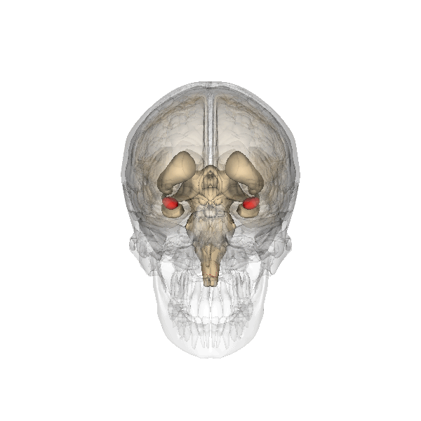 image.gif