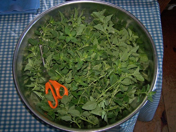 Oregano for dehydrating crop June 2018.jpg