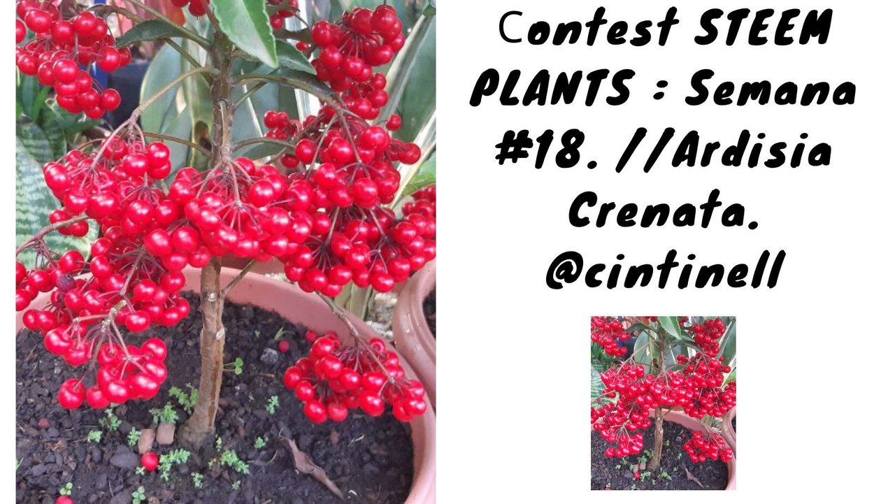 concurso de steem plants semana $18.jpg