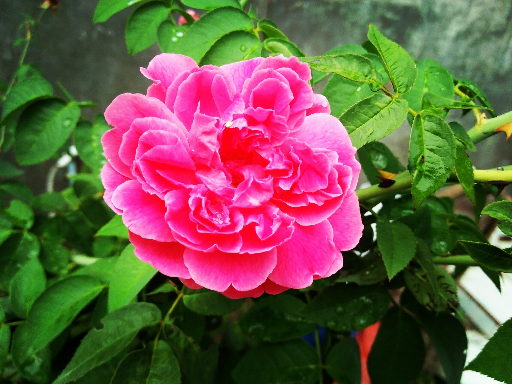 17 Bunga  Mawar  Lambang Kasih Sayang Galeri Bunga  HD