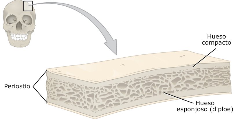 621_Anatomy_of_a_Flat_Bone_esp.jpg