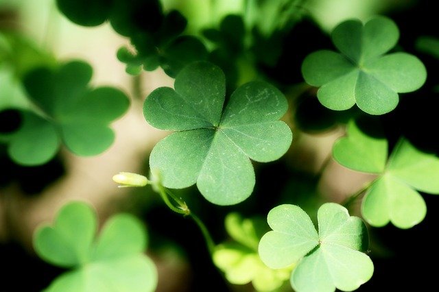 shamrock-2398582_640.jpg